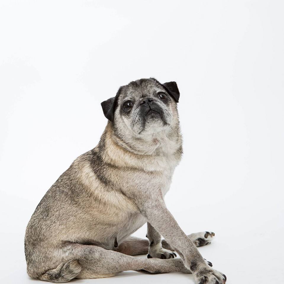 pug rescue stories this pug s rescue story will melt your pug rescue stories this pug s rescue story will melt your
