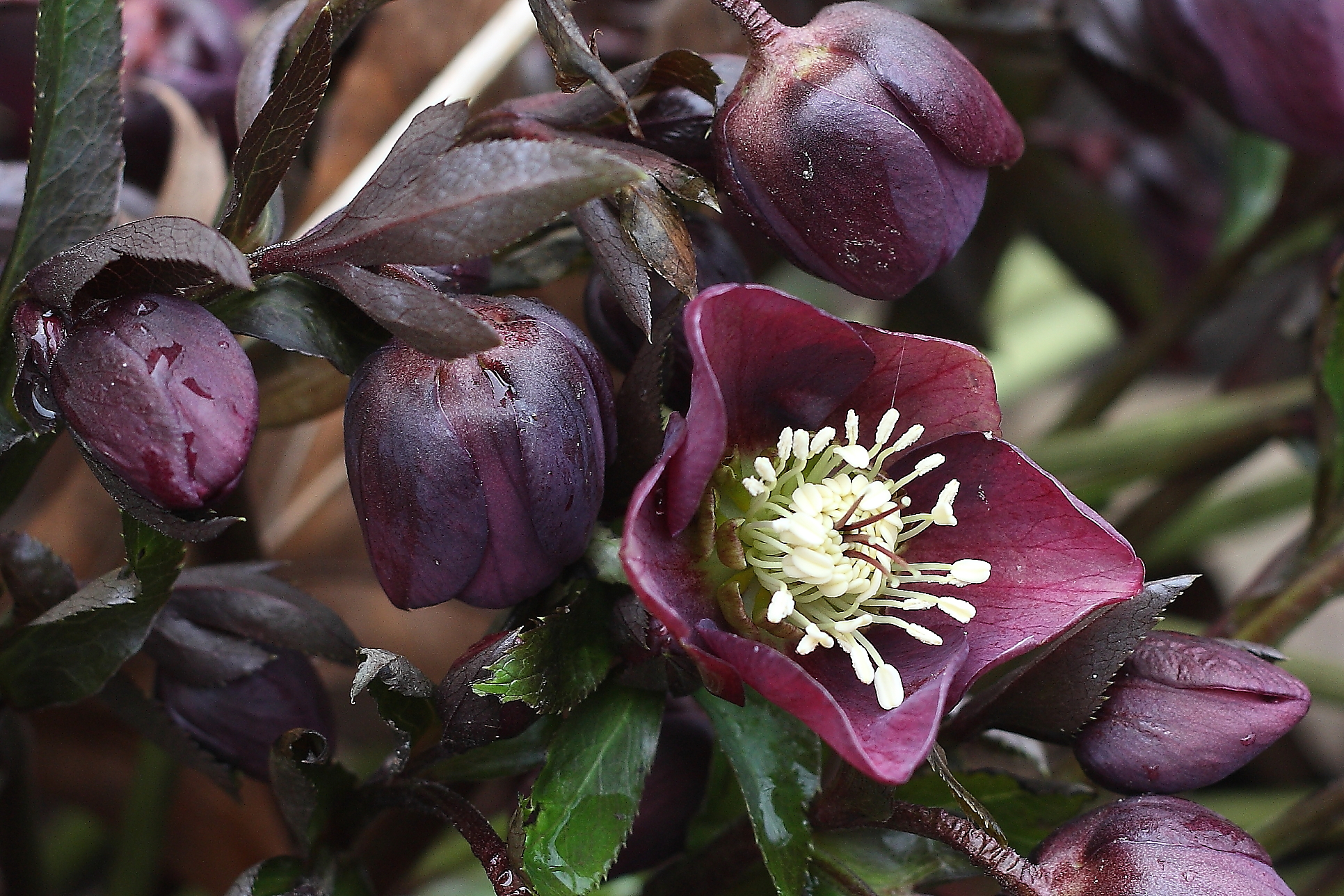 Dark, spooky plants for the Gothic gardener in all of us