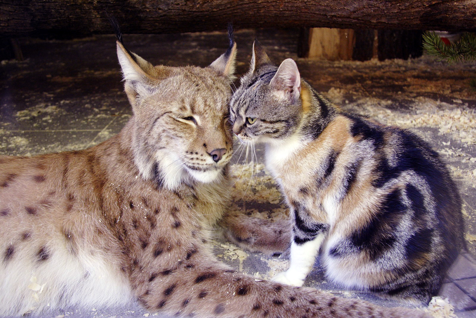 11 Unusual animal friendships that prove true love is blind