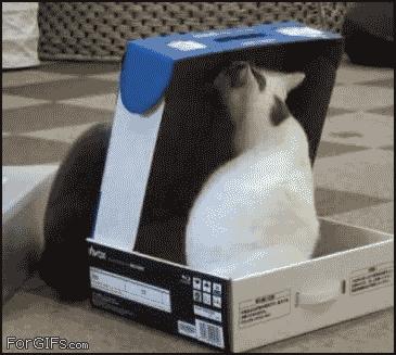 http://cdn.sheknows.com/articles/2014/12/michele_box_gifs/Cat_closing_box.gif