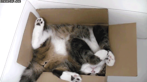 [Imagen: Sleeping_cat_in_a_box.gif]