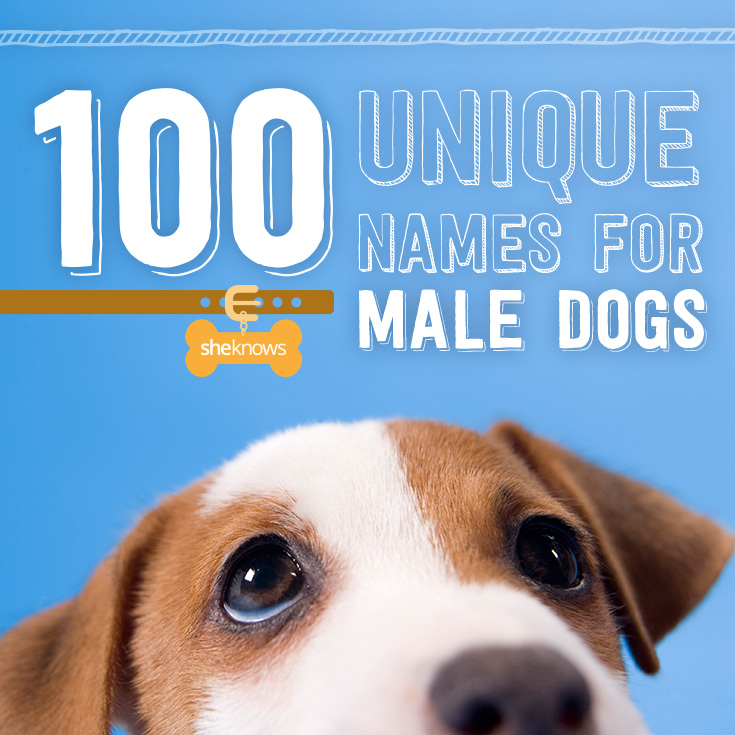 unusual-names-for-dogs