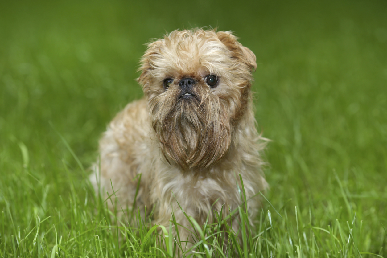 20 Small Dog Breeds That Are The Cutest Creatures On The Planet Most