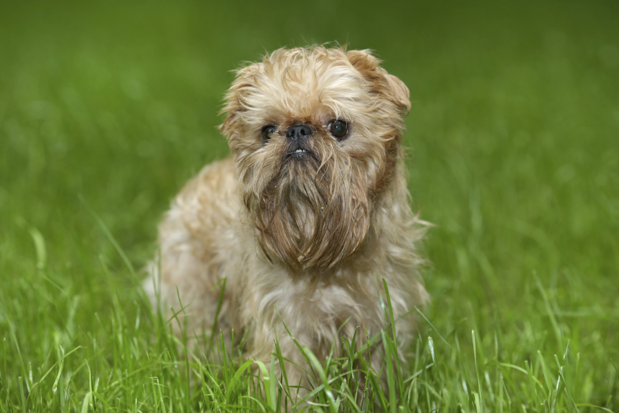 small mutt dogs