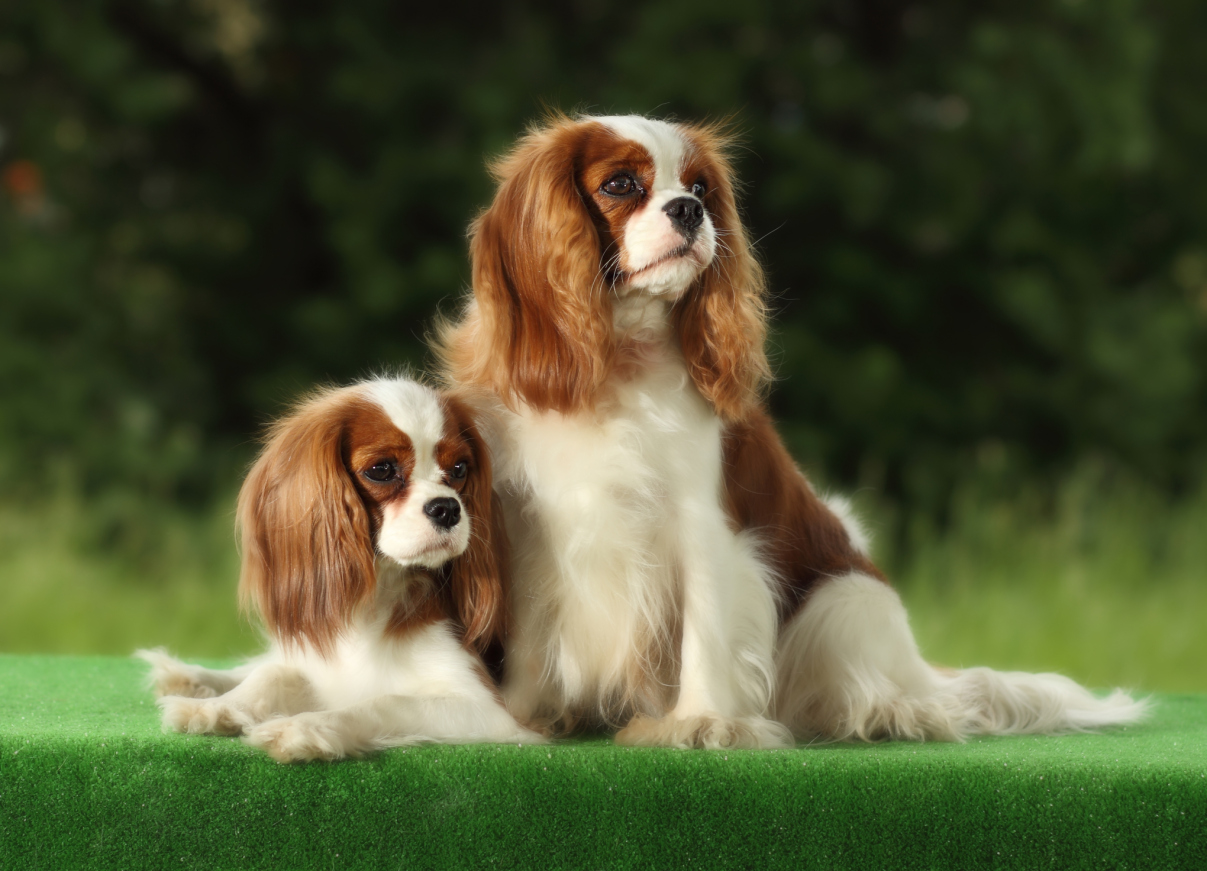 types of king charles cavalier spaniels