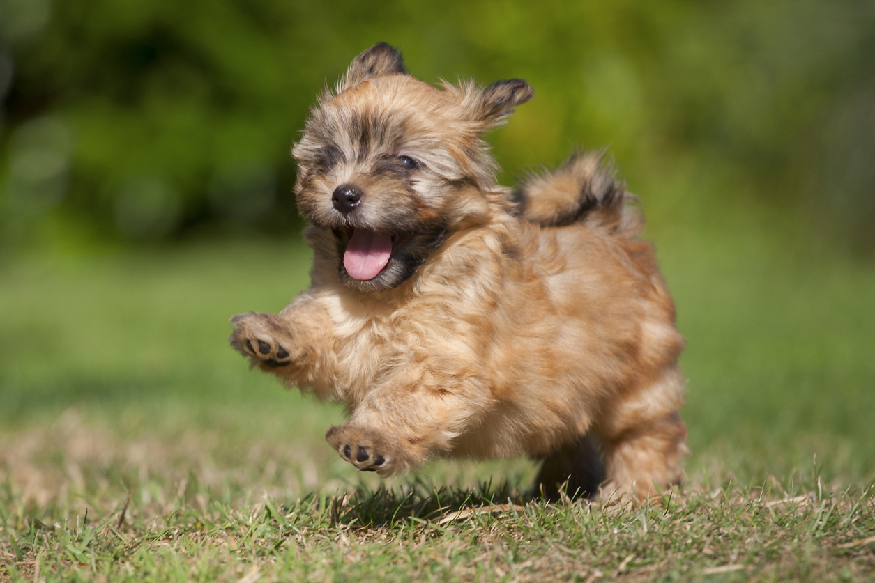 20 Small dog breeds that are the cutest creatures on the ...