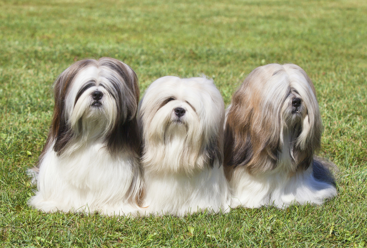 Lhasa Apso