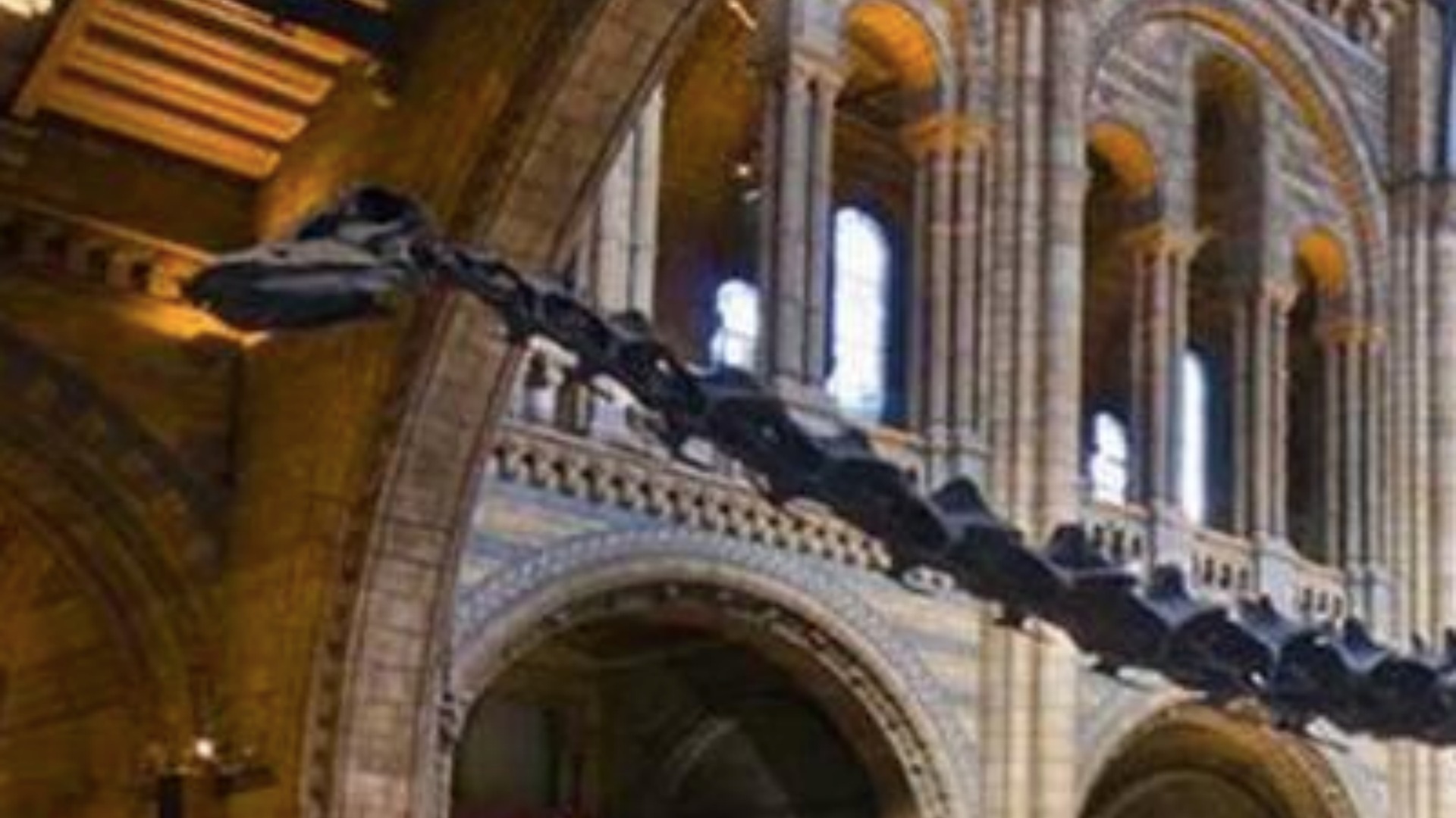 natural history museum dippy the dinosaur