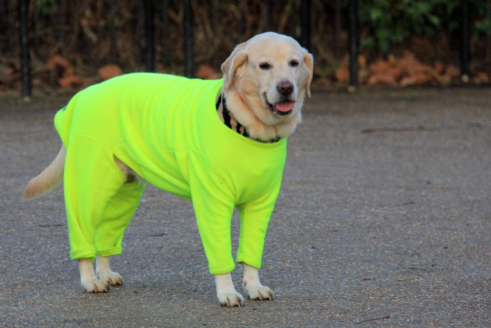 7 Dog training tips for the zombie apocalypse