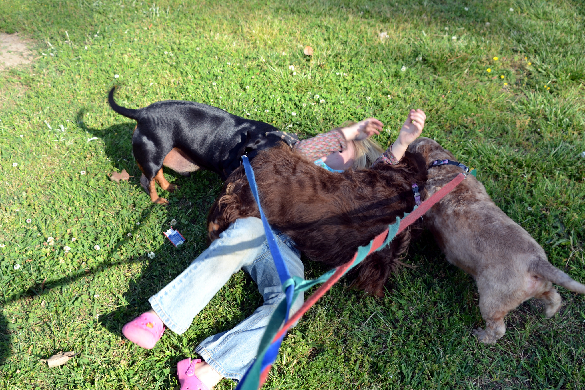 7 Dog training tips for the zombie apocalypse