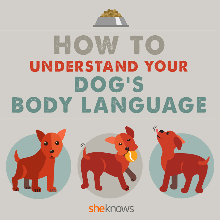 All of your dog's body language finally explained (INFOGRAPHIC)