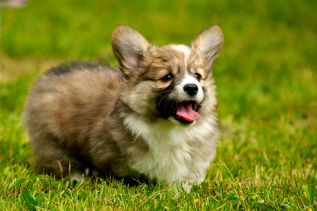 Pembroke Welsh Corgi