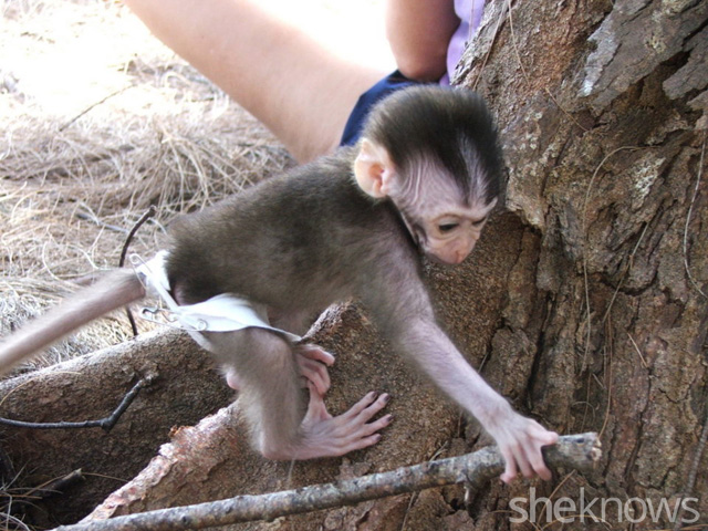 10-things-i-learned-about-parenthood-from-raising-a-baby-monkey