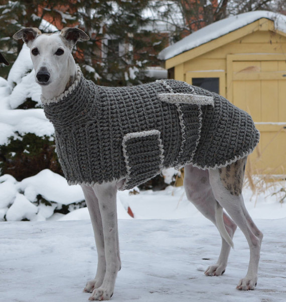 18 Outfits your big dog might actually like