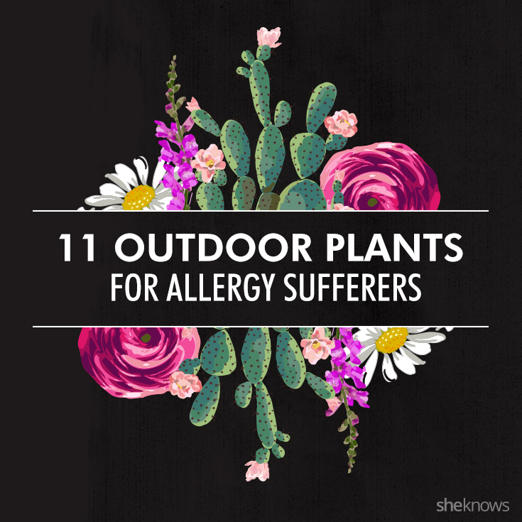 7 Outdoor plants that are friendlier to your allergies (INFOGRAPHIC)