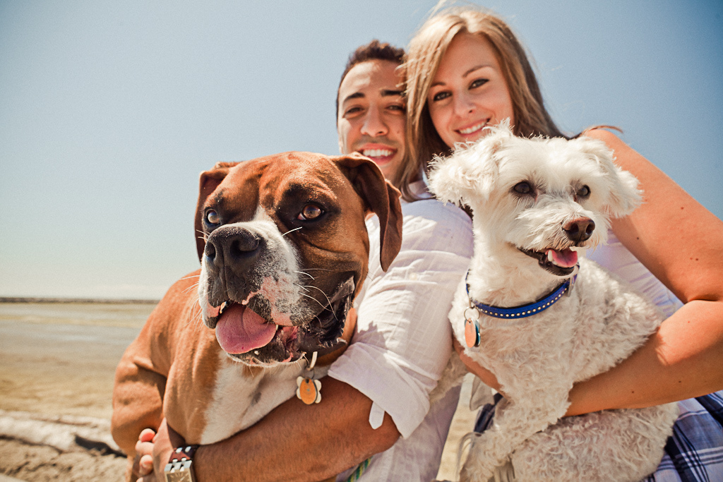 These dogs are happy to steal the spotlight from your big day