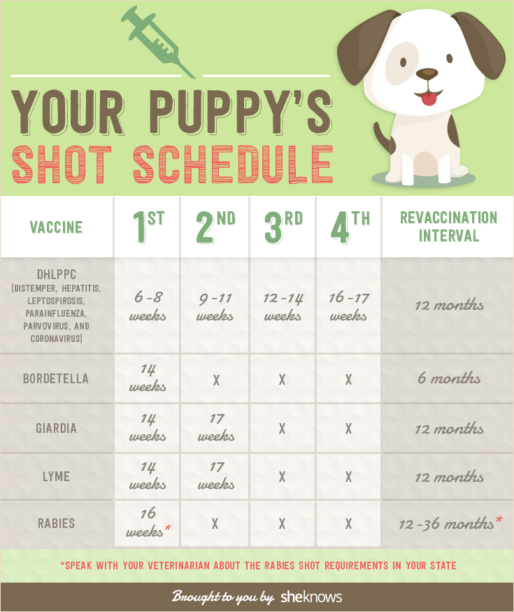 Puppy Vaccination Schedule Printable That are Mesmerizing | Hunter Blog