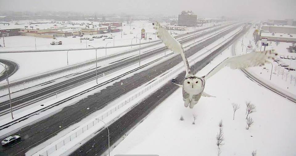 snowy owl