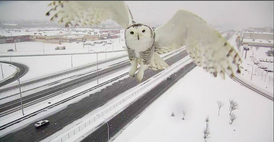 Snowy Owl