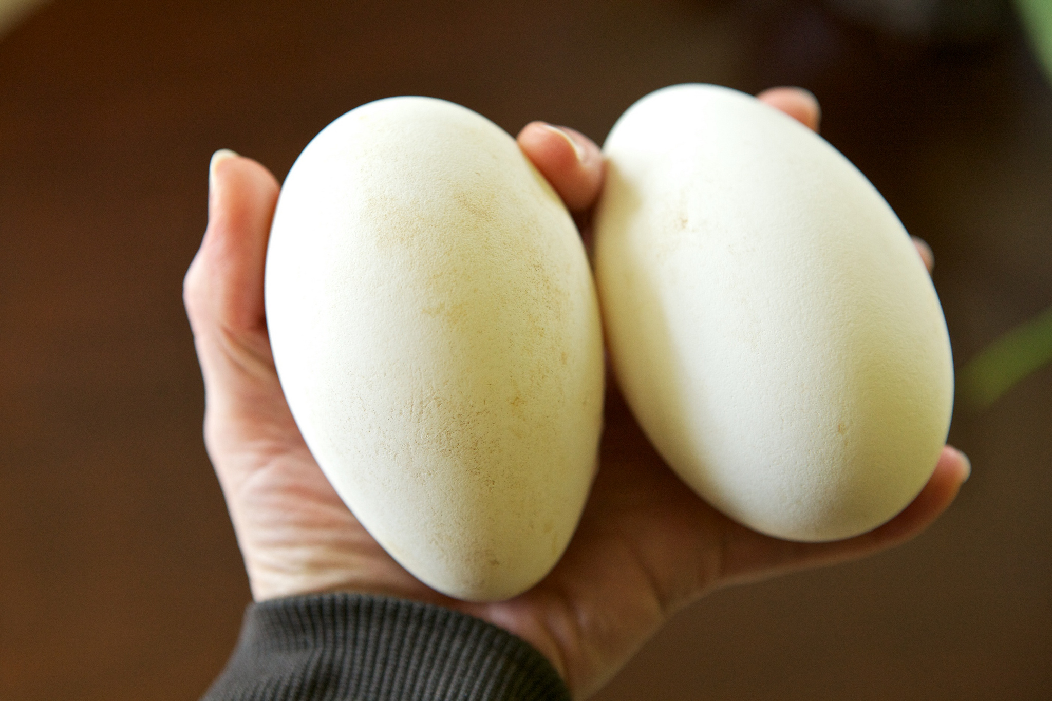 run-gloria-run-goose-eggs