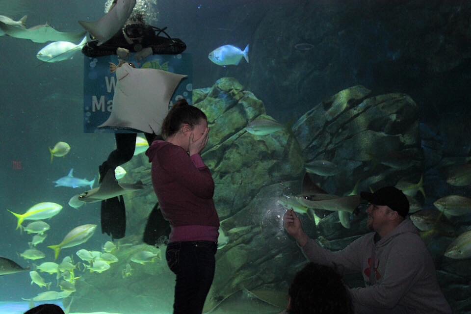 Couple's romantic proposal photobombed by a stringray