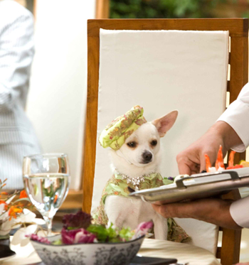 Pampered pet takes on a new meaning
