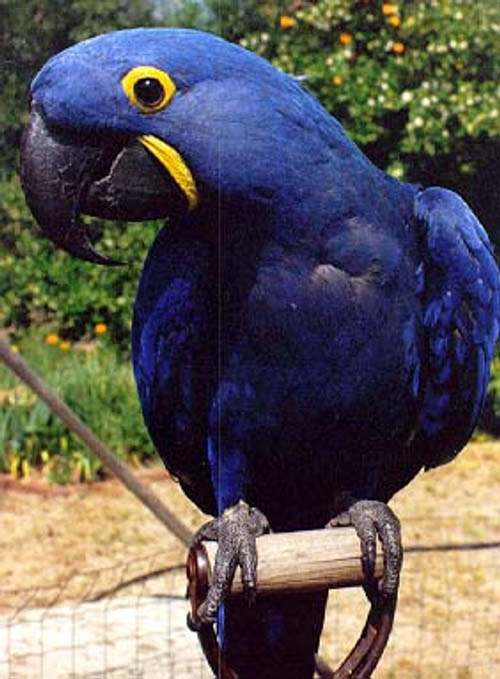Macaw+bird+price+in+india