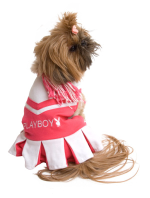 Dog cheerleader