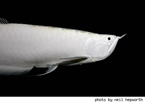Arowana