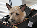 Airlines that allow pets in-cabin