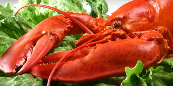 Lobster