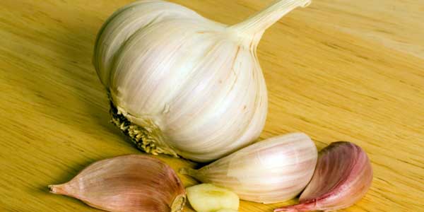 Garlic
