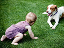 Should you get a dog before or after you have a baby?