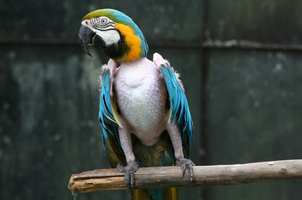 Balding Parrot