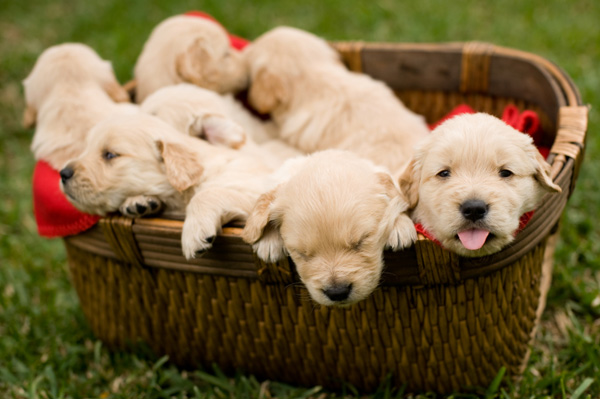 Pictures Of Puppies. Basket of Puppies