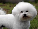 Top 10 best hypoallergenic dog breeds