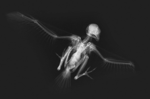 Bird X-Ray