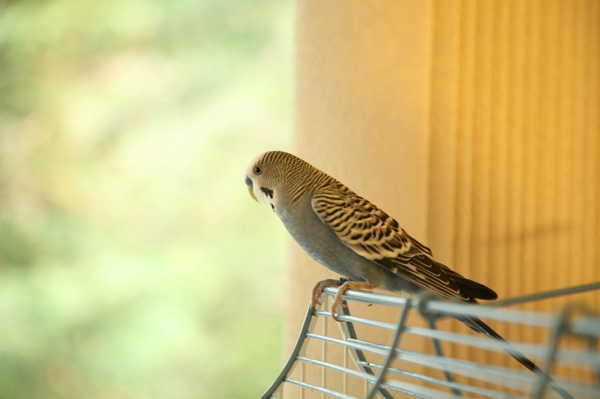 Birdcage in Window