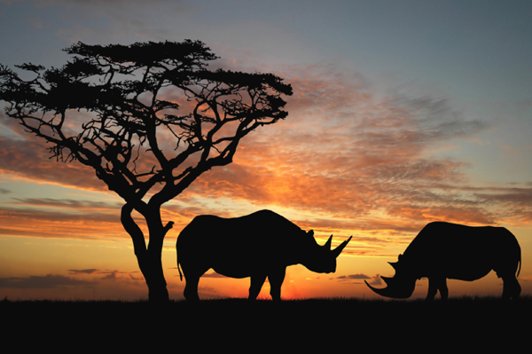 Black Rhinoceros
