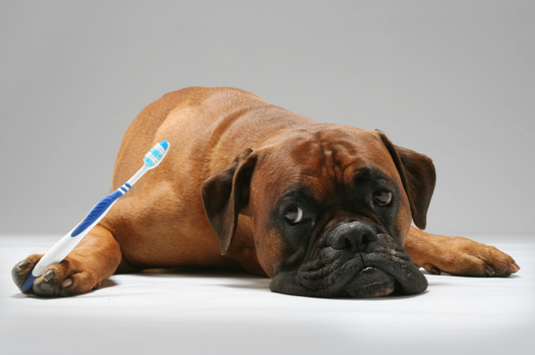 Boxer with Toothbrush