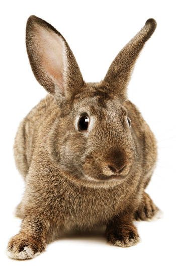 Bacterial Skin Infection In Rabbits 