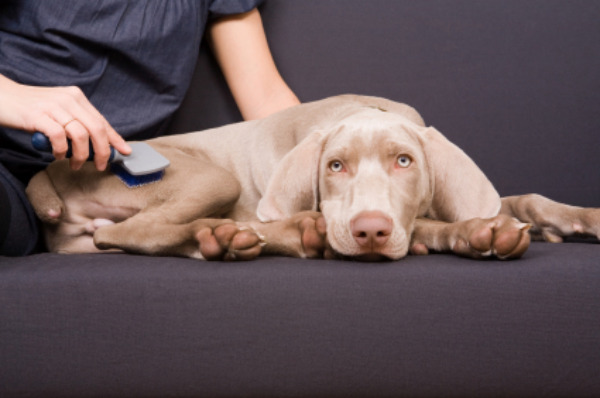 Dog Brushing