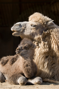 Bactrian Camel