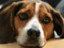 Cancer in pets: The warning signs