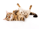  5 Tips to prevent cat hairballs