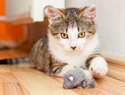 How to leave your cat home alone 