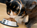 How much should a cat eat? You’ll be surprised