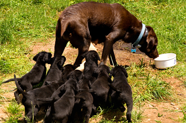 Chocolate Lab and Puppies. You really want a puppy.
