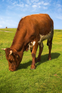 Cow Eating Grass