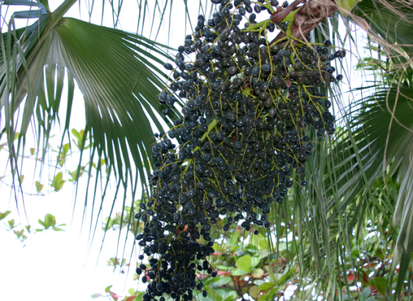 Acai berries